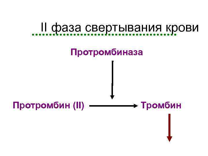 Фазы свертывания крови схема