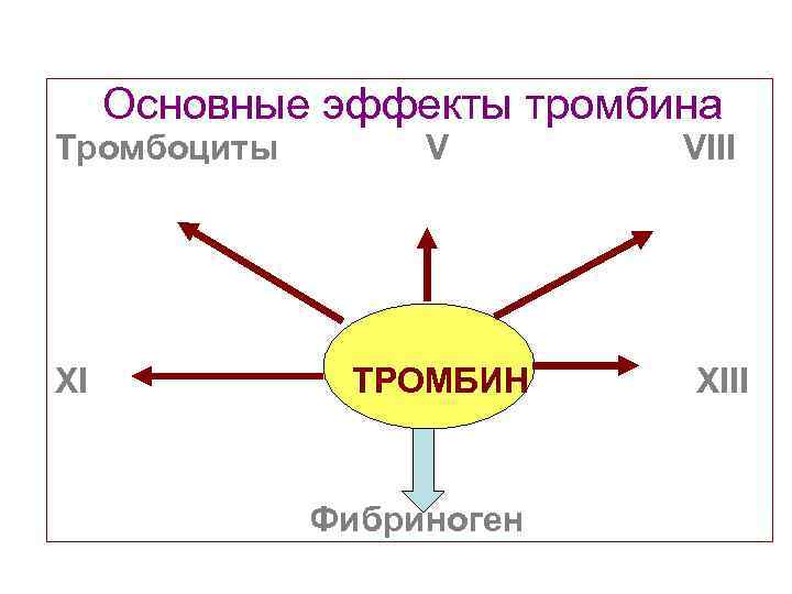 Основные эффекты тромбина Тромбоциты XI V ТРОМБИН Фибриноген VIII XIII 