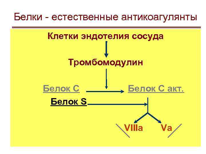 Белки - естественные антикоагулянты Клетки эндотелия сосуда Тромбомодулин Белок С Белок S Белок С