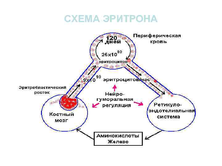 СХЕМА ЭРИТРОНА 