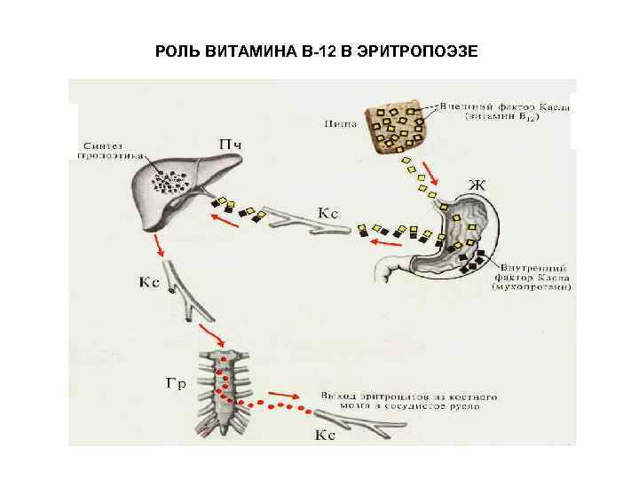 РОЛЬ ВИТАМИНА В-12 В ЭРИТРОПОЭЗЕ 