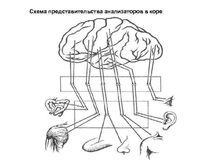 Схема представительства анализаторов в коре. 