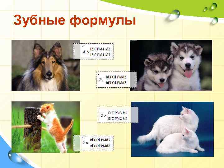 Зубные формулы 