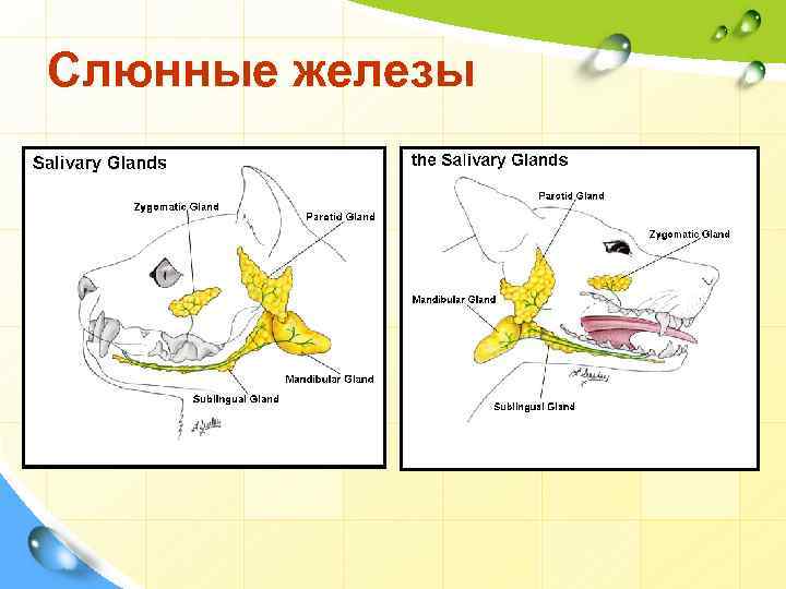 Слюнные железы 