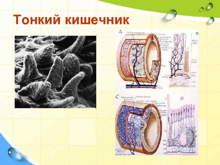 Тонкий кишечник 