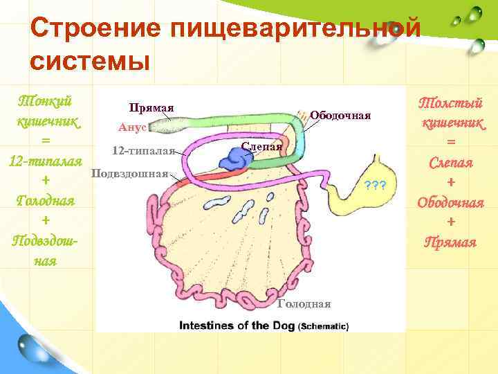 Строение пищеварительной системы простейших