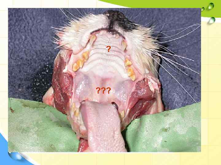 Ротовая полость ? Десна ? ? ? Щеки Миндалины Мягкое небо Твердое небо Зубы