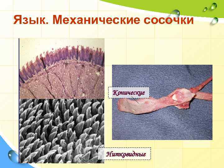 Язык. Механические сосочки Конические Нитковидные 