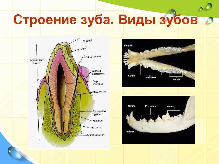 Тип строения зуба. Строение зуба. Строение зуба животных. Строение зуба животного. Строение зуба анатомия.