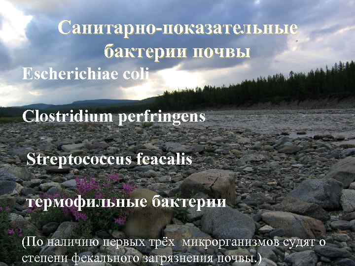 Санитарно-показательные бактерии почвы Escherichiae coli Clostridium perfringens Streptococcus feacalis термофильные бактерии (По наличию первых