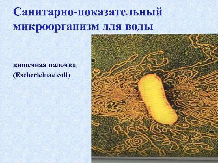 Санитарно-показательный микроорганизм для воды кишечная палочка (Escherichiae coli) 