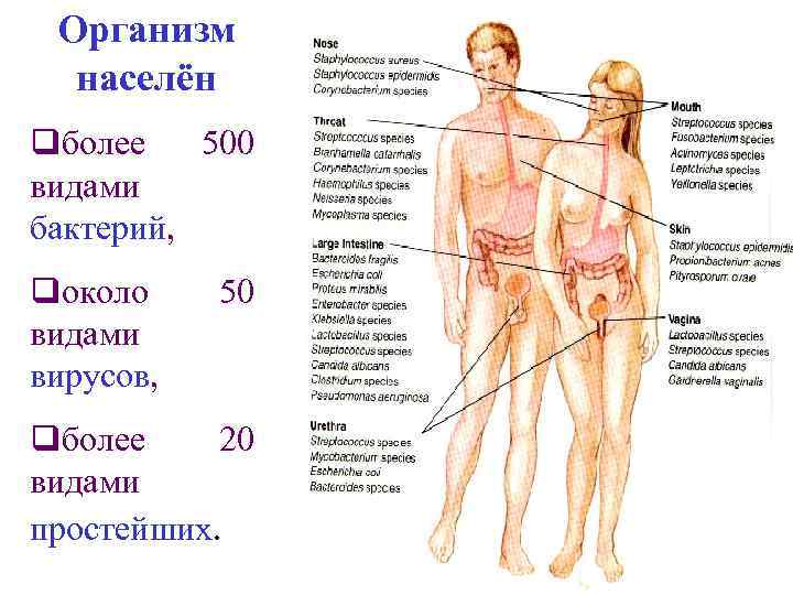 Организм населён qболее 500 видами бактерий, qоколо видами вирусов, 50 qболее 20 видами простейших.