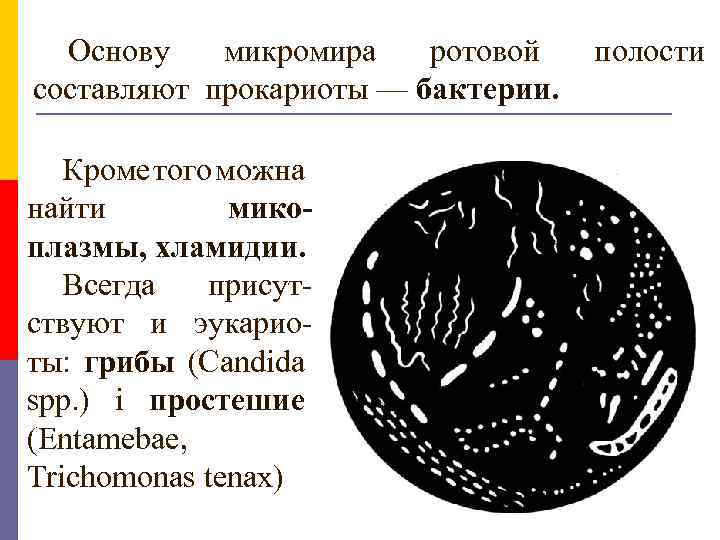 Основу микромира ротовой составляют прокариоты — бактерии. Кроме того можна найти микоплазмы, хламидии. Всегда