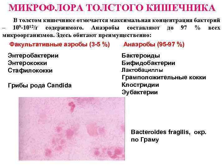 МИКРОФЛОРА ТОЛСТОГО КИШЕЧНИКА В толстом кишечнике отмечается максимальная концентрация бактерий – 109 -1012/г содержимого.