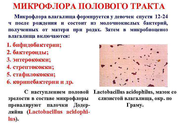 МИКРОФЛОРА ПОЛОВОГО ТРАКТА Микрофлора влагалища формируется у девочек спустя 12 -24 ч после рождения