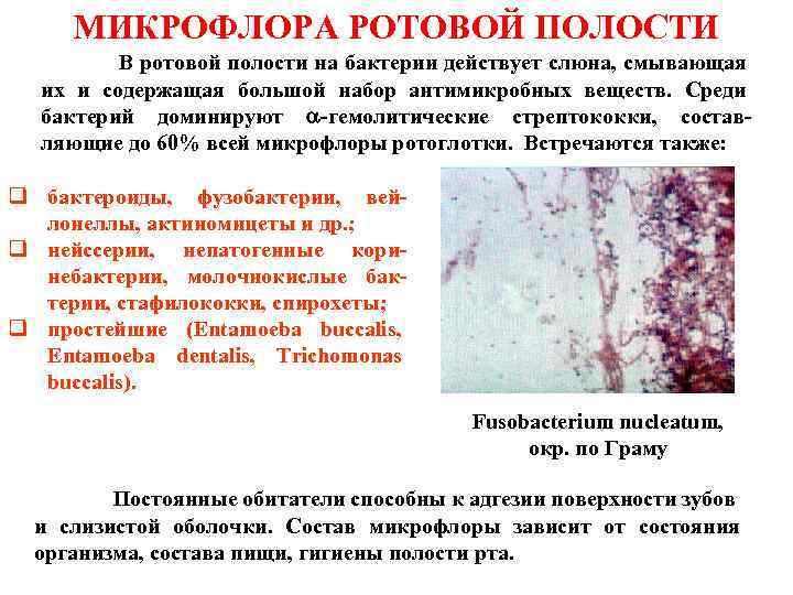 МИКРОФЛОРА РОТОВОЙ ПОЛОСТИ В ротовой полости на бактерии действует слюна, смывающая их и содержащая