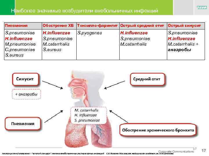 Наиболее значимые возбудители внебольничных инфекций Пневмония Обострение ХБ Тонзилло-фарингит Острый средний отит Острый синусит