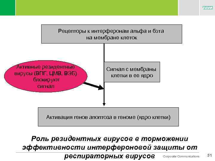 Рецепторы к интерферонам альфа и бэта на мембране клеток Активные резидентные вирусы (ВПГ, ЦМВ,