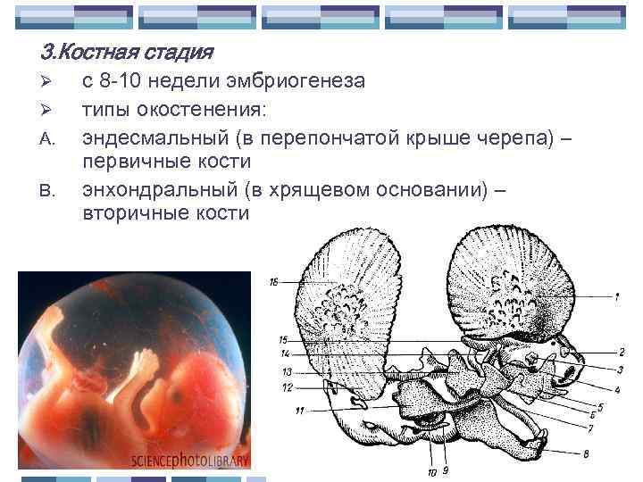 3. Костная стадия A. B. с 8 -10 недели эмбриогенеза типы окостенения: эндесмальный (в