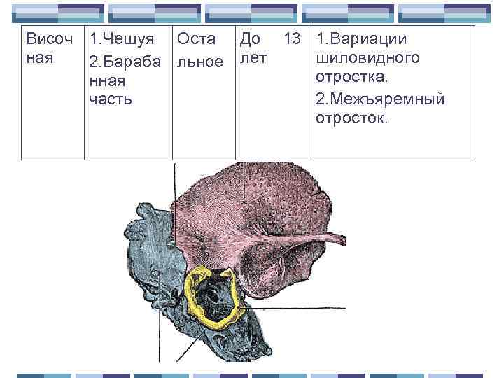 Височ 1. Чешуя Оста До 13 1. Вариации ная шиловидного 2. Бараба льное лет