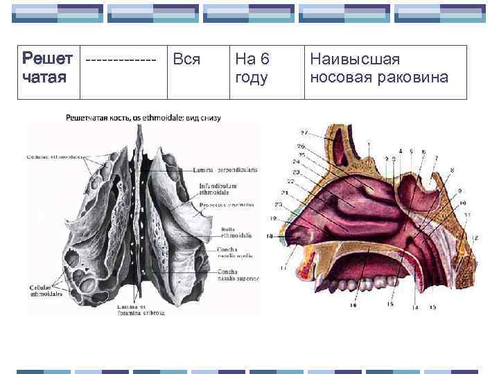 Решет ------- Вся чатая На 6 году Наивысшая носовая раковина 