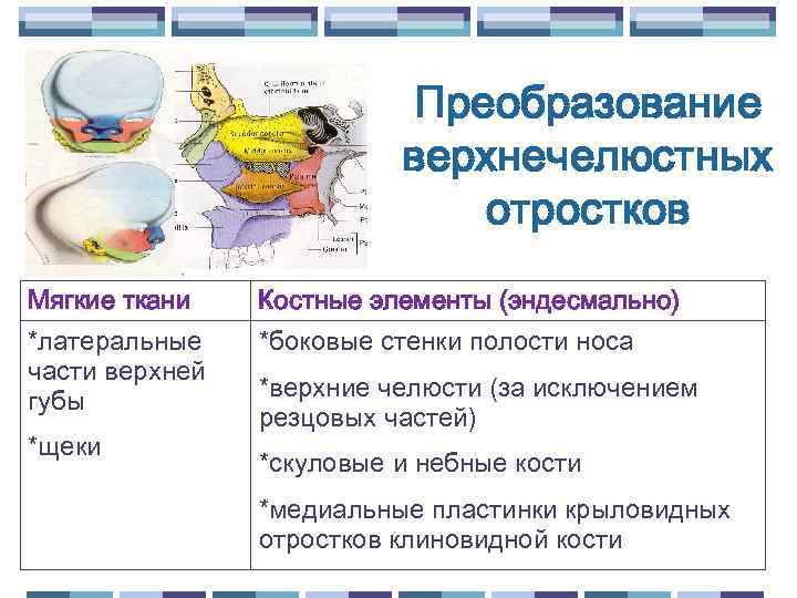 Преобразование верхнечелюстных отростков Мягкие ткани Костные элементы (эндесмально) *латеральные части верхней губы *боковые стенки