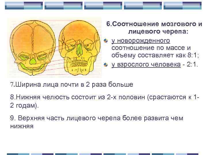 6. Соотношение мозгового и лицевого черепа: у новорожденного соотношение по массе и объему составляет