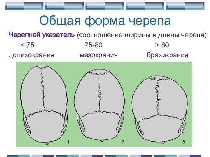 Общая форма черепа Черепной указатель (соотношение ширины и длины черепа) < 75 75 -80
