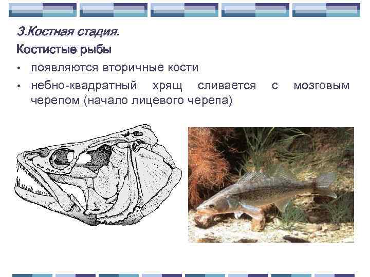 3. Костная стадия. Костистые рыбы • появляются вторичные кости • небно-квадратный хрящ сливается черепом