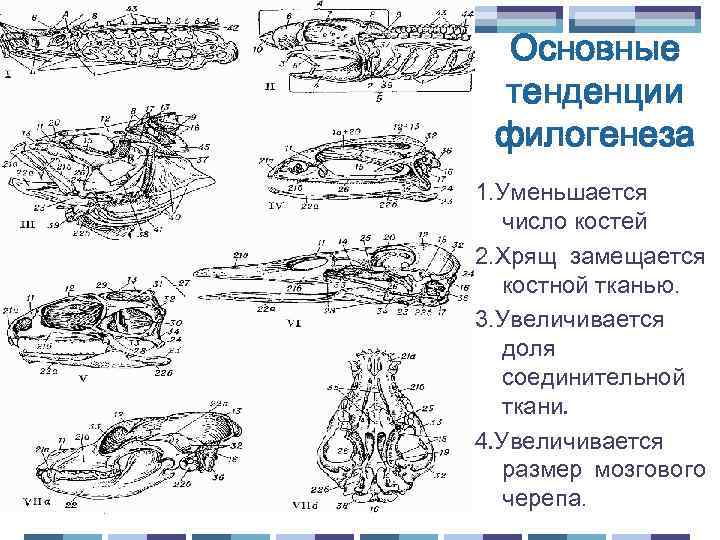 Основные тенденции филогенеза 1. Уменьшается число костей 2. Хрящ замещается костной тканью. 3. Увеличивается