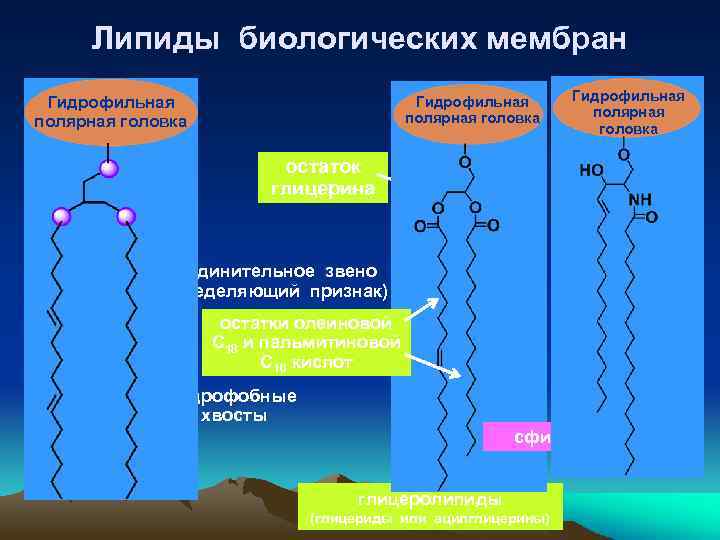 Липиды биологических мембран Гидрофильная полярная головка остаток глицерина соединительное звено (определяющий признак) остатки олеиновой