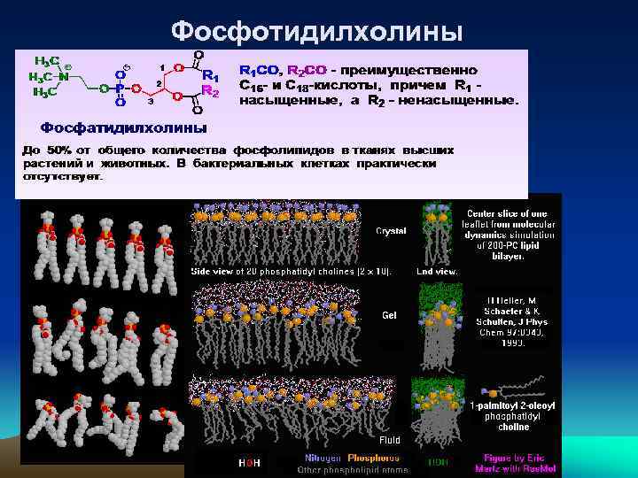Фосфотидилхолины 