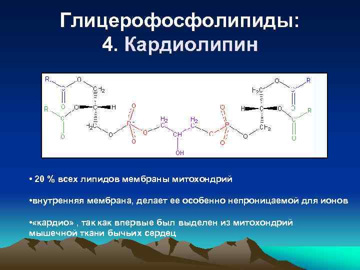 Глицерофосфолипиды: 4. Кардиолипин • 20 % всех липидов мембраны митохондрий • внутренняя мембрана, делает