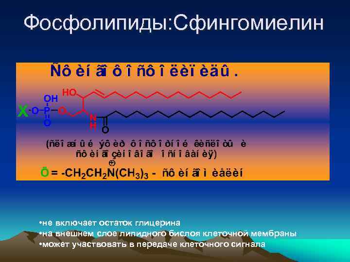 Фосфолипиды: Сфингомиелин Сфингозин: • не включает остаток глицерина • на внешнем слое липидного бислоя