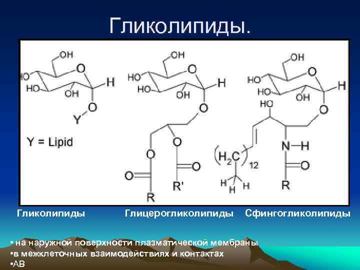 Гликолипиды. Гликолипиды Глицерогликолипиды Сфингогликолипиды • на наружной поверхности плазматической мембраны • в межклеточных взаимодействиях