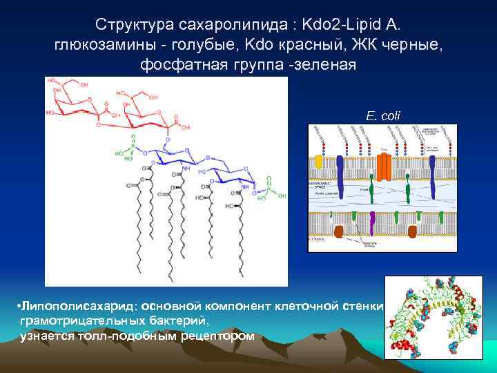 Структура сахаролипида : Kdo 2 -Lipid A. глюкозамины - голубые, Kdo красный, ЖК черные,