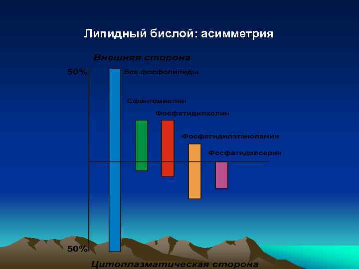 Липидный бислой: асимметрия 