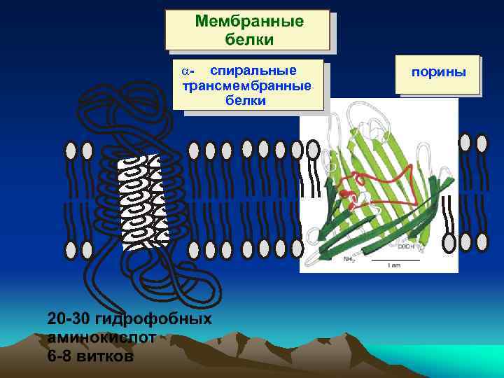 Мембранные белки. Порины у бактерий. Белки порины. Трансмембранные белки. Белки порины у бактерий.