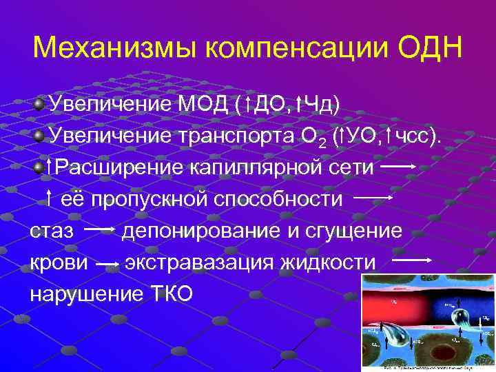 Механизмы компенсации ОДН Увеличение МОД ( ДО, Чд) Увеличение транспорта О 2 ( УО,