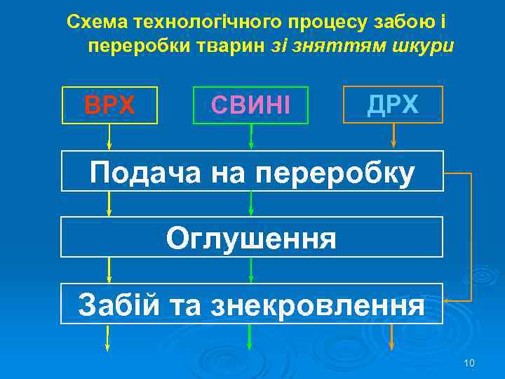  Схема технологічного процесу забою і переробки тварин зі зняттям шкури ВРХ СВИНІ ДРХ