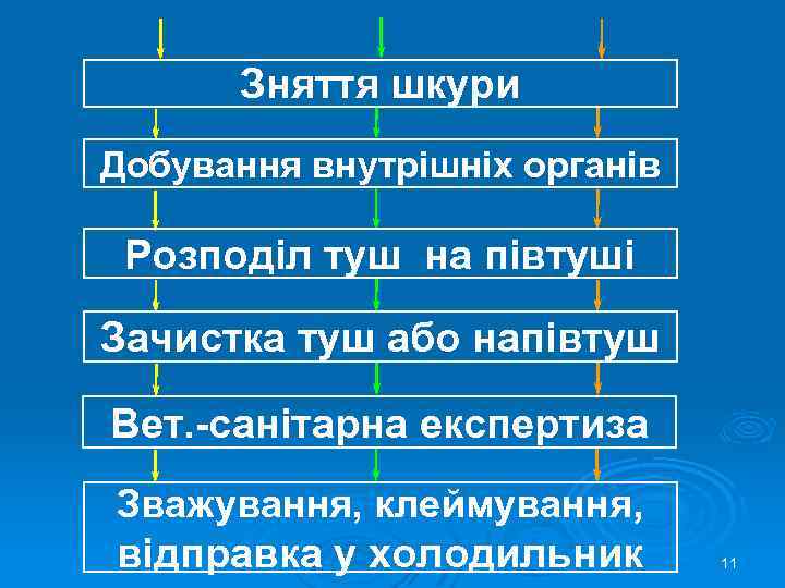 Зняття шкури Добування внутрішніх органів Розподіл туш на півтуші Зачистка туш або напівтуш Вет.