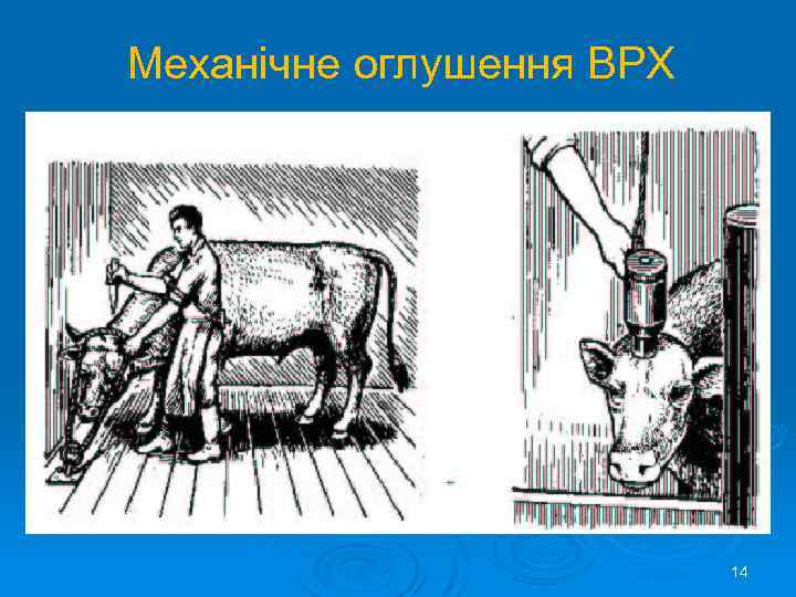 Механічне оглушення ВРХ 14 