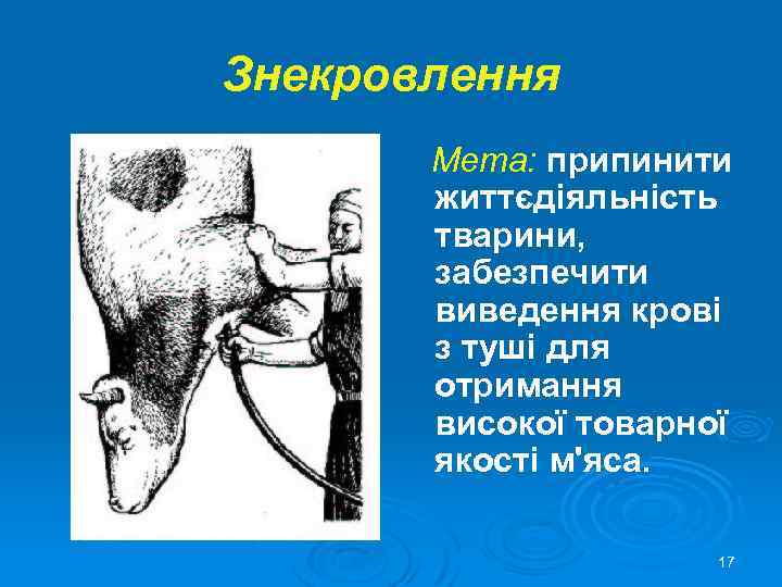 Знекровлення Мета: припинити життєдіяльність тварини, забезпечити виведення крові з туші для отримання високої товарної