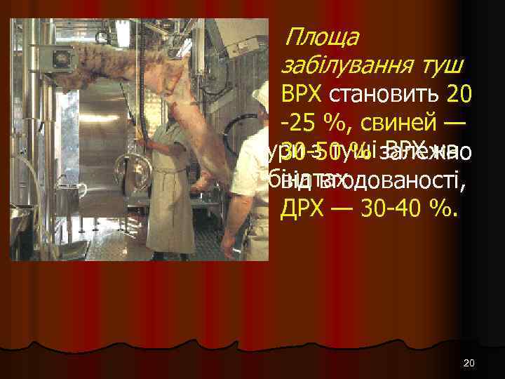 Площа забілування туш ВРХ становить 20 -25 %, свиней — Остаточне зняття шкури з