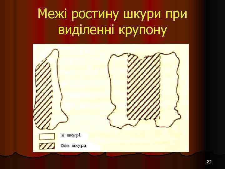Межі ростину шкури при виділенні крупону 22 