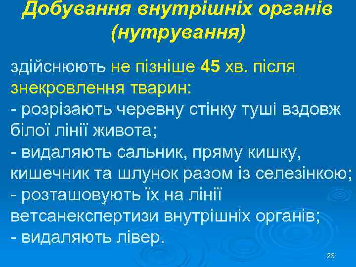 Добування внутрішніх органів (нутрування) здійснюють не пізніше 45 хв. після знекровлення тварин: - розрізають