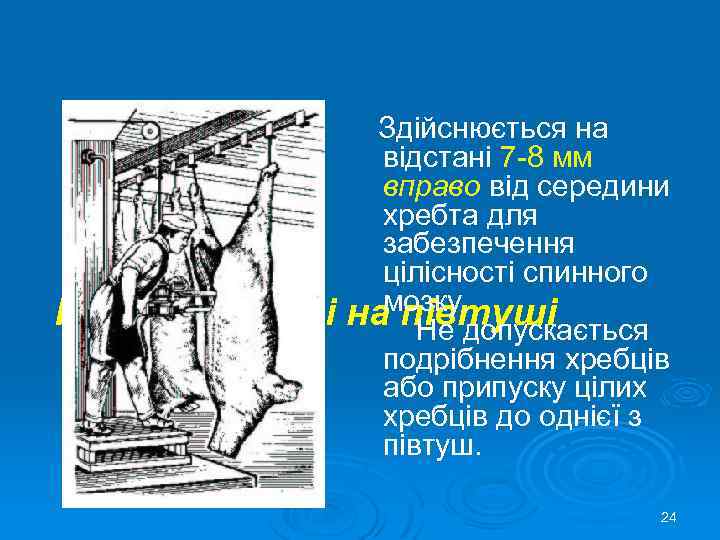 Здійснюється на відстані 7 -8 мм вправо від середини хребта для забезпечення цілісності спинного