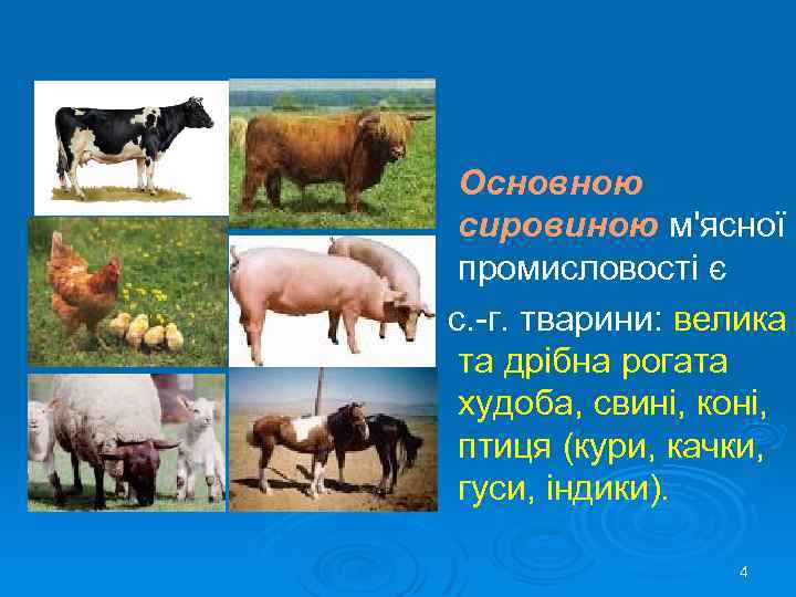 Основною сировиною м'ясної промисловості є с. -г. тварини: велика та дрібна рогата худоба, свині,