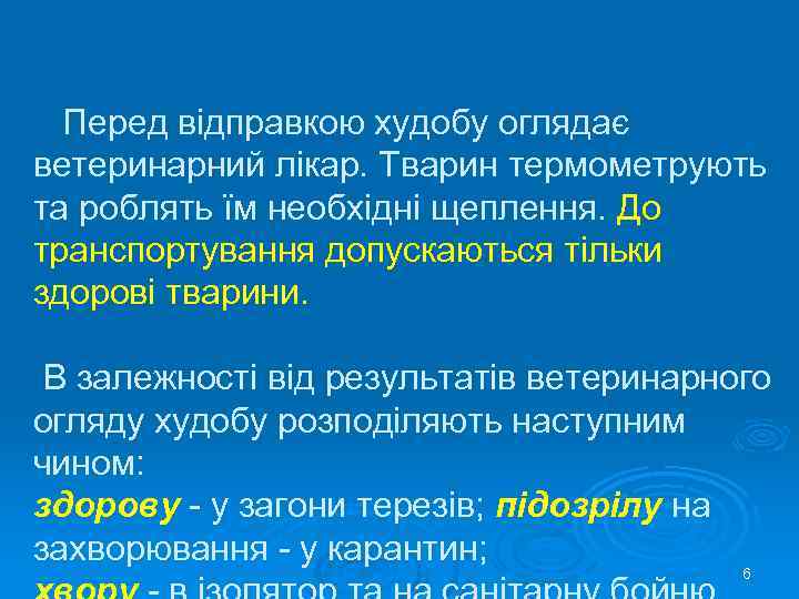  Перед відправкою худобу оглядає ветеринарний лікар. Тварин термометрують та роблять їм необхідні щеплення.