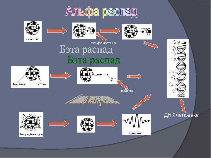 Альфа частица нейтрон ДНК человека 